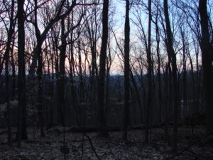 woods at sunrise